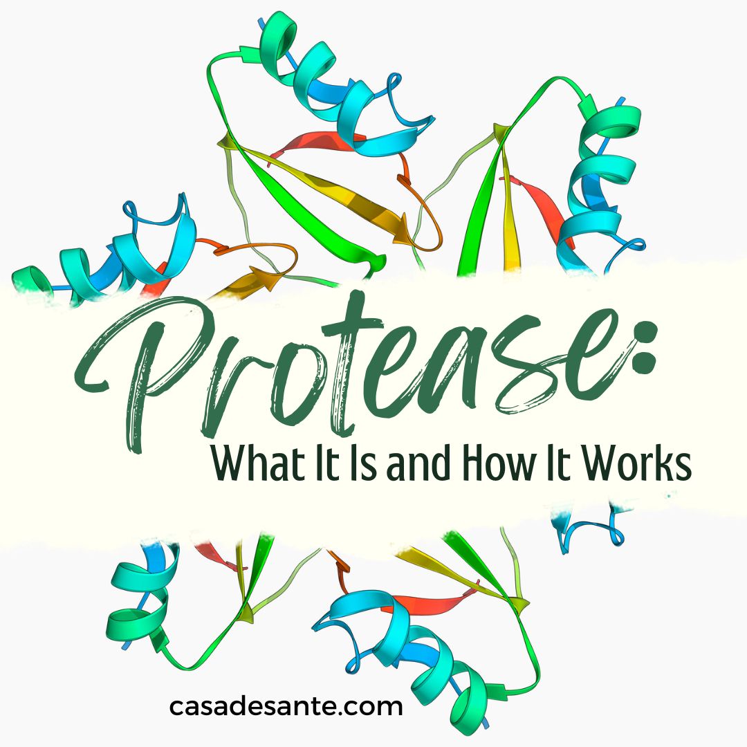 Protease: What It Is and How It Works