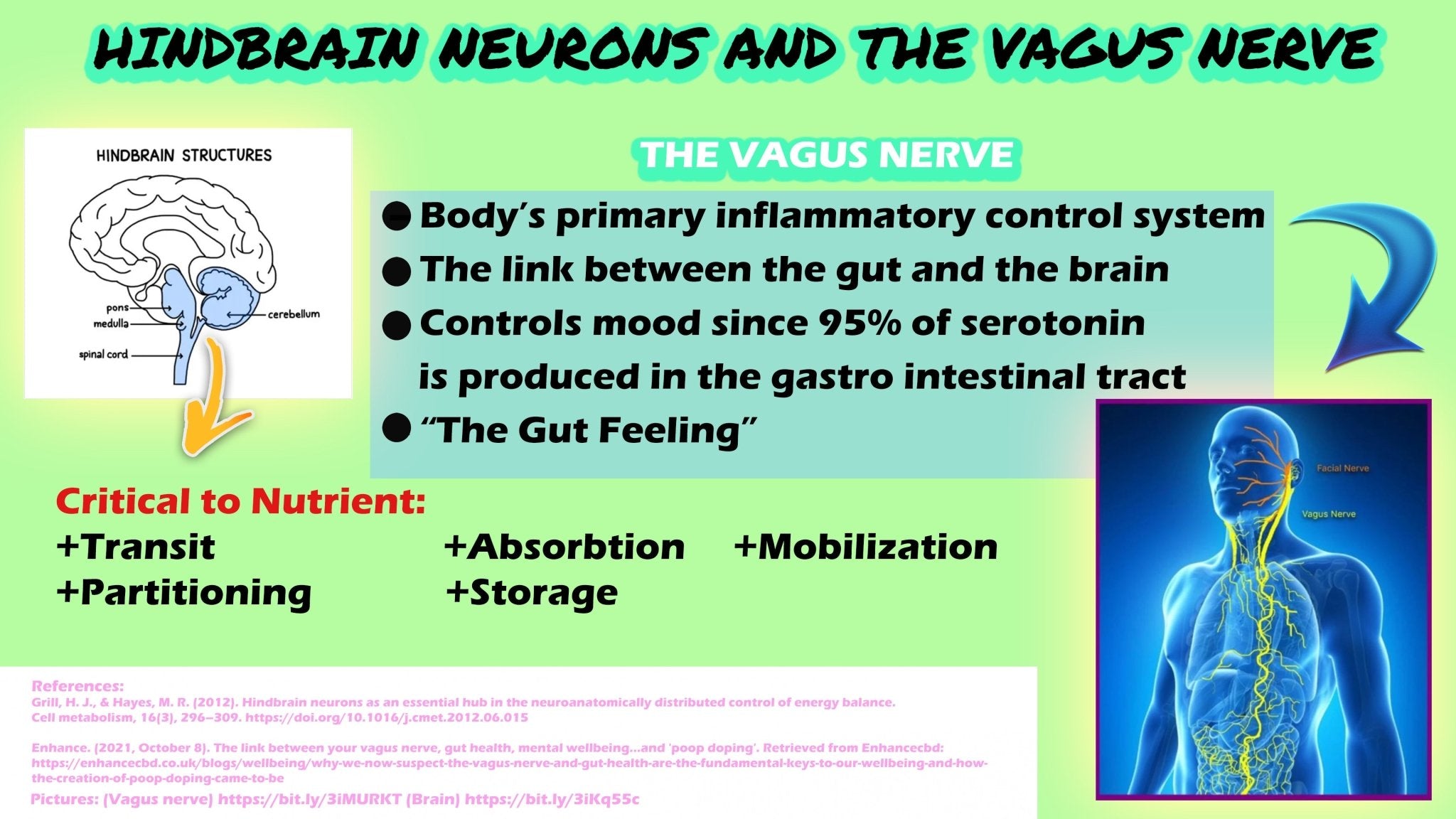 Understanding the Connection Between Gut Health and Mental Health ...